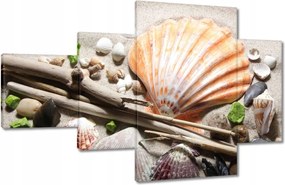 Képek 130x80 Kagylók a balti tengerpartról