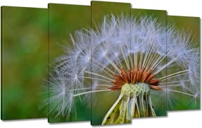 Vászonkép 100x60 Pitypang Virág Virágok