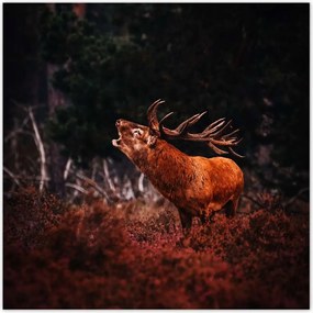 Poszterek 140x140 Szarvas az erdőben