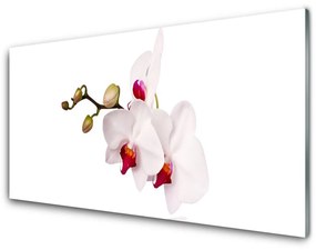 Modern üvegkép Orchidea virágok Természet 100x50 cm 2 fogas