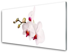 Modern üvegkép Orchidea virágok Természet 100x50 cm