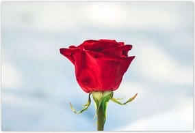 Poszterek 155x105 Rózsa Virág Virágok Rózsa