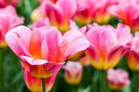 Öntapadó fotótapéta tulipános rét