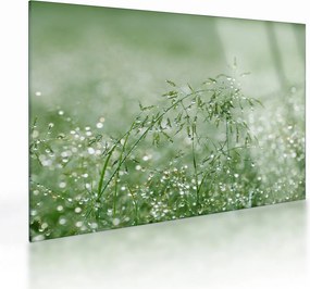 Üveg kép - Reggeli harmat a fűszálakon (70x50 cm)
