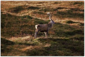 Poszterek 120x80 Szarvas a természetben Vadászat