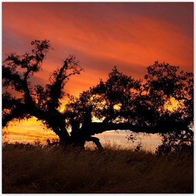 Poszterek 70x70 Akác Afrikában