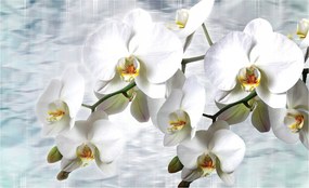 Fotótapéta Fehér orchideák virágok hálószoba nappali 368x254 vinil +ragasztó