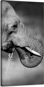 Vászonkép Fekete-fehér Vízivó elefánt 40x80 cm Ajándéknak is tökéletes