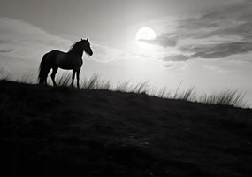 Poszter 100x70cm Holdőrség