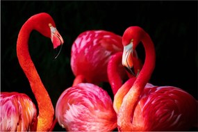 Vörös flamingók képe (90x60 cm)