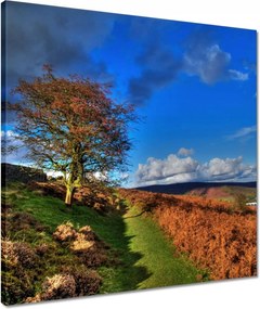 Vászonkép 50x50 Fa a kilátásban