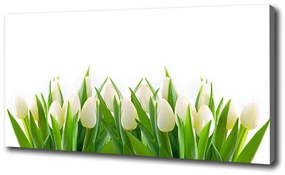 Vászonkép nyomtatás Fehér tulipán oc-30153186