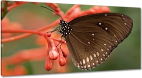 Vászonkép 115x55 Barna pillangó