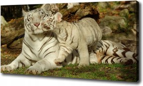 Canvas falikép Tigrisek 100x70 cm