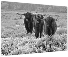 Kép - Skót tehenek (90x60 cm)