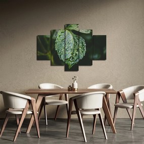 Kép - cseppek a levelen (150x105 cm)