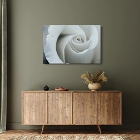 Kép - Fehér rózsa (90x60 cm)