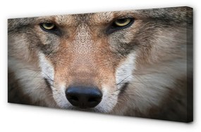 Canvas képek farkas szemet 120x60 cm