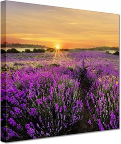 Vászonkép 20x20 Levendula naplemente