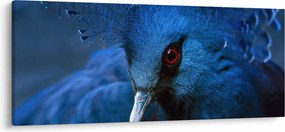 Kép - Koronás galamb (120x50 cm)