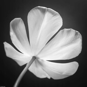 Poszter 30x30cm Tulipán virág, Assaf Frank