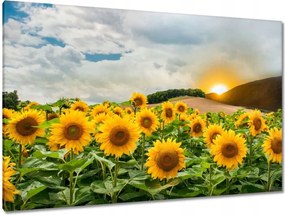 Festmények 120x80 Tájkép Napraforgók