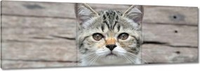 Vászonkép 60x20 Cica