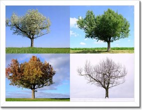 Poszterek keretben 40x30 Négy évszak Fa