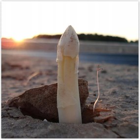 Poszterek 100x100 Első spárga