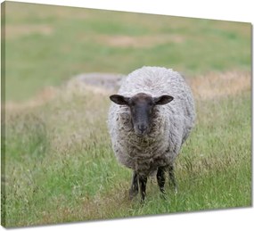 Vászonkép 50x40 Juh legeltetés Bárányok