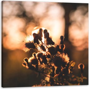Vászonkép Botanika Reggel Napfelkelte Nap 50x50 cm