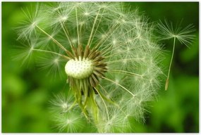 Poszterek 120x80 Pitypang Virág Virágok