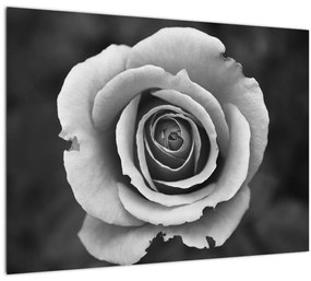 Egy rózsa képe (üvegen) (70x50 cm)