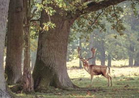 Poszter 29,7x21cm Szarvas az erdőben 3, Assaf Frank