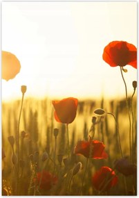 Poszterek 70x100 Pipacsok napfelkeltekor