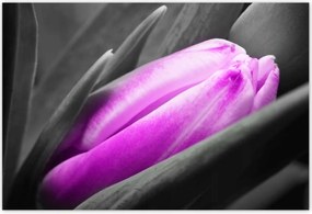 Poszterek 185x125 Lila tulipán