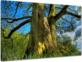 Festmények 120x80 Erős fa