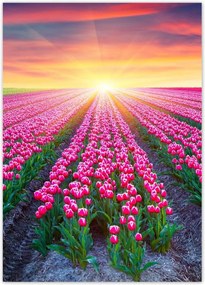 Poszterek 50x70 Tulipánok tengere Virágok