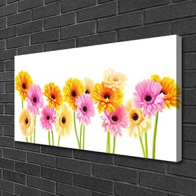 Canvas kép Színes százszorszép virágok 120x60 cm