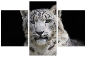 Kép - Snow Leopard (90x60 cm)