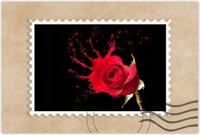 Poszter 60x40 Fröccsenő rózsa