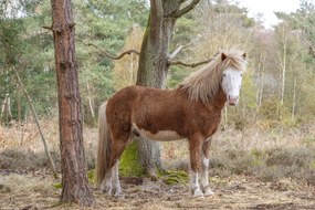Poszter 30x20cm Ló az erdőben, Assaf Frank