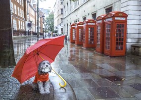 Poszter 59,4x42cm Kutya esernyővel a londoni utcán, Assaf Frank