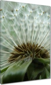 Vászonkép 70x100 Pitypang Virág Virágok