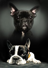 Kutyás Bulldog polár takaró 100x140cm