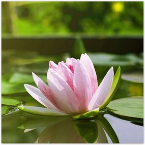 Poszterek 30x30 Vízi liliom