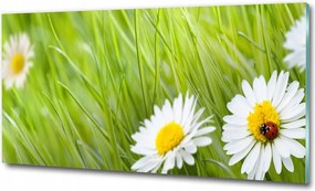 Fotó kép edzett üveg Vízi liliom 125x50