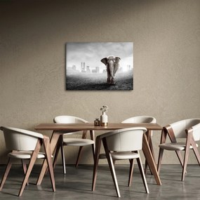 Kép -Elefánt egy nagyvárosban, fekete-fehér változat (70x50 cm)