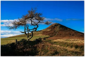 Poszterek 120x80 Elpusztíthatatlan fa