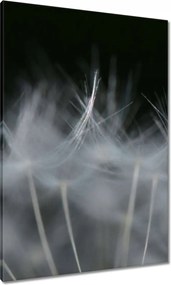 Vászonkép 70x100 Pitypang Virág Virágok